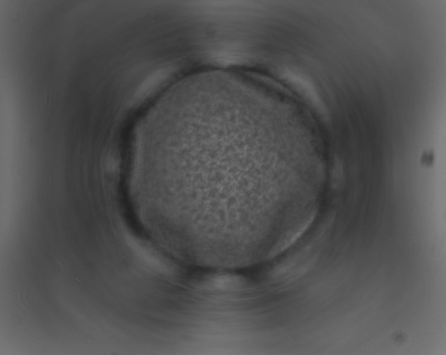 X0000094960210200712131652