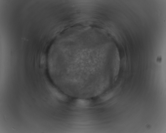 X0000094960234200712131652