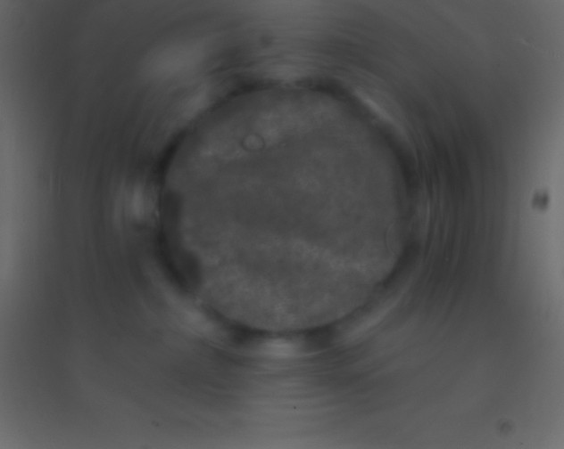 X0000094960236200712131652