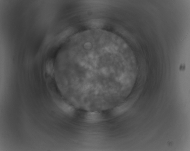 X0000094960240200712131652