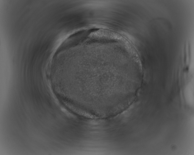 X0000094960241200712131651