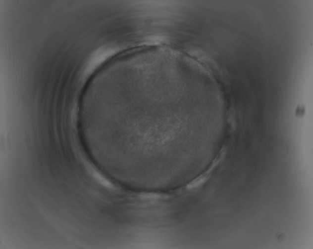 X0000094960242200712131651