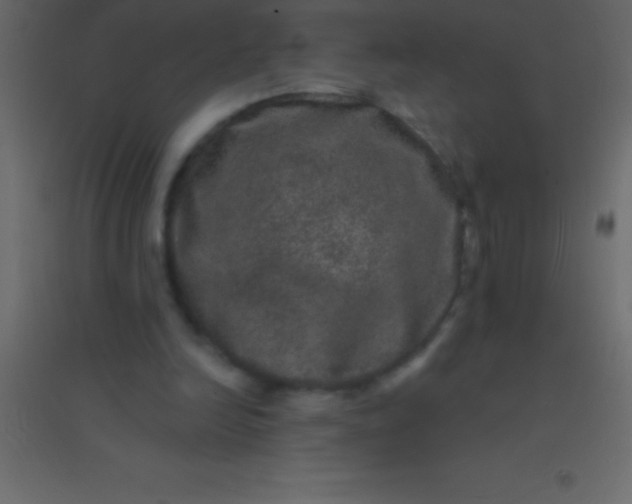 X0000094960246200712131651