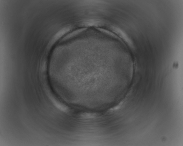 X0000094960250200712131651