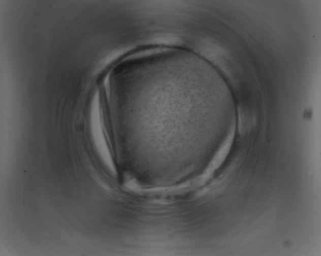 X0000094960252200712131651