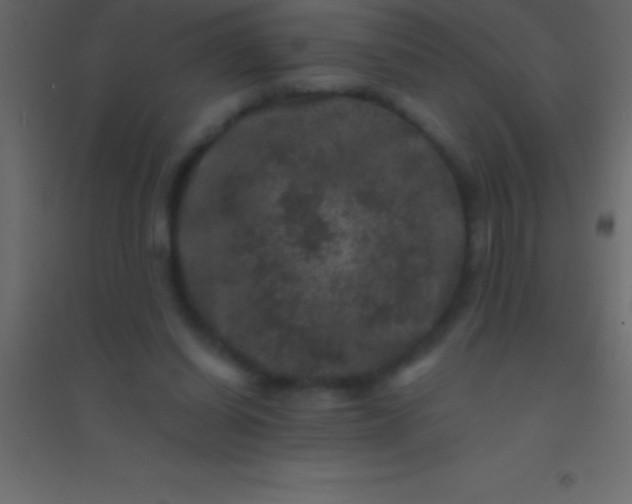 X0000094960254200712131651