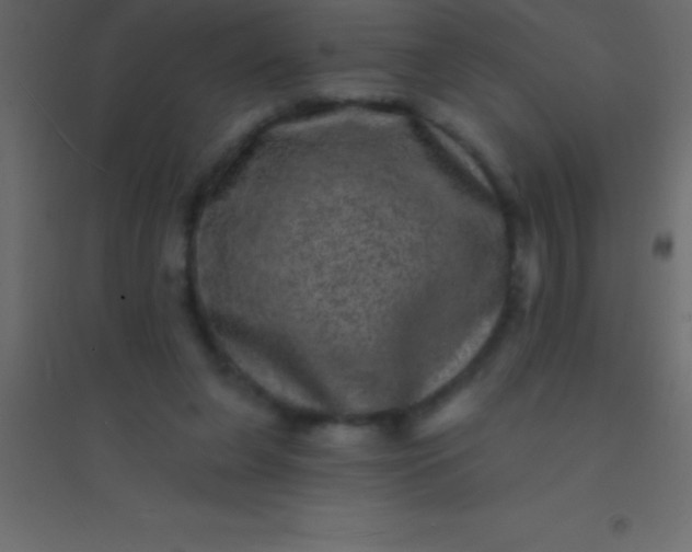 X0000094960255200712131651