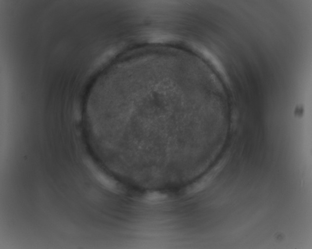 X0000094960257200712131651