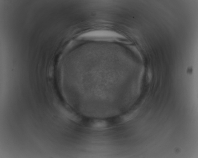 X0000094960263200712131651