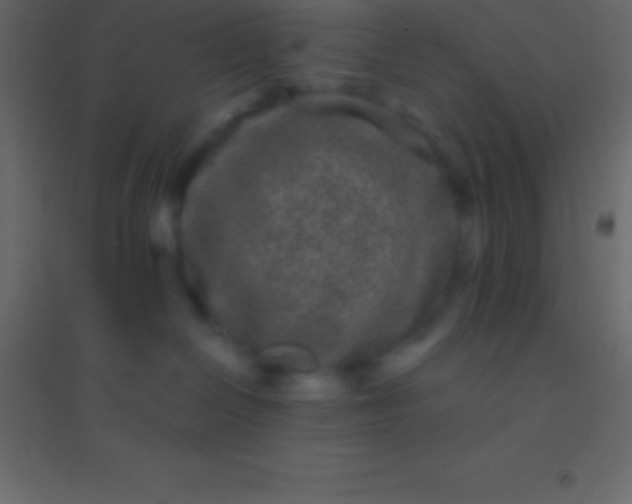 X0000094960286200712131652