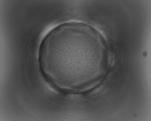 X0000094960296200712131651