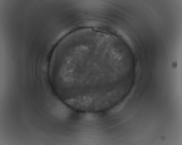 X0000094960305200712131651