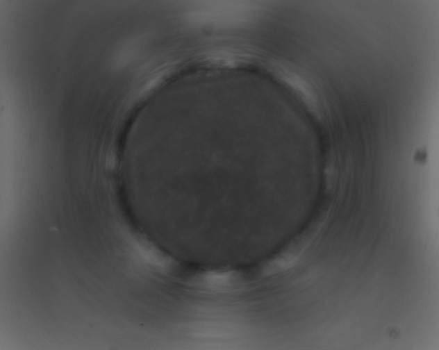 X0000094960314200712131651