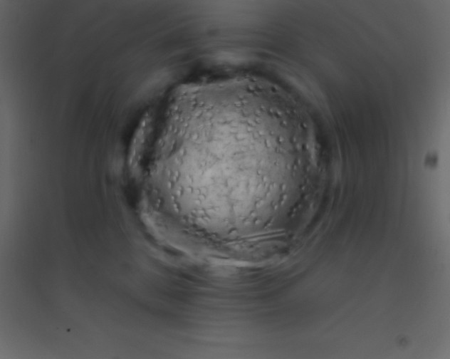 X0000094960328200712131651