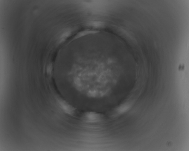 X0000094960336200712131650