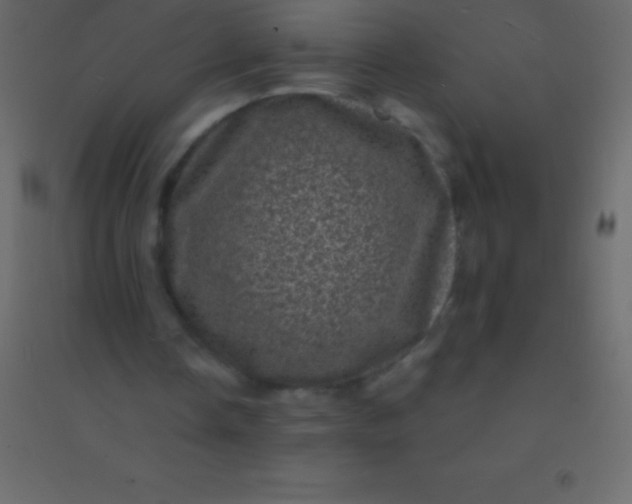 X0000094960338200712131650