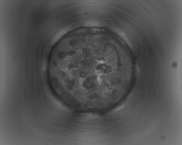 X0000094960347200712131650