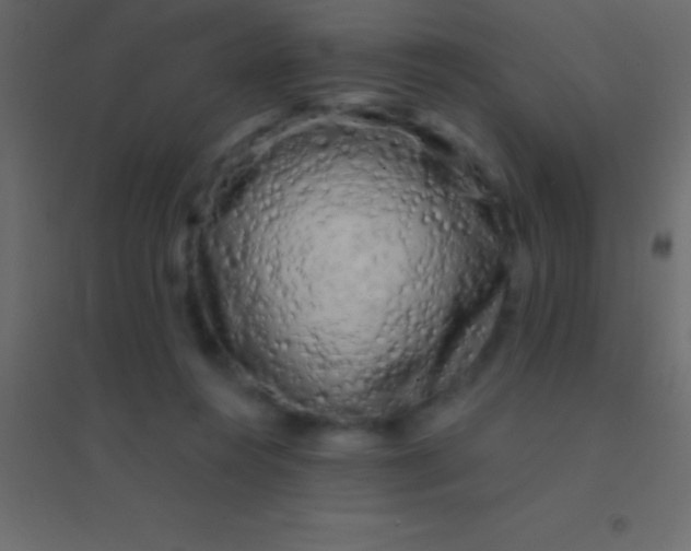 X0000094960360200712131650