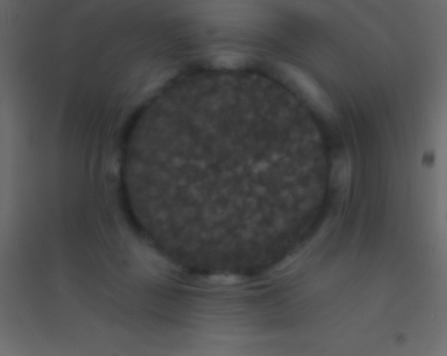 X0000094960363200712131650