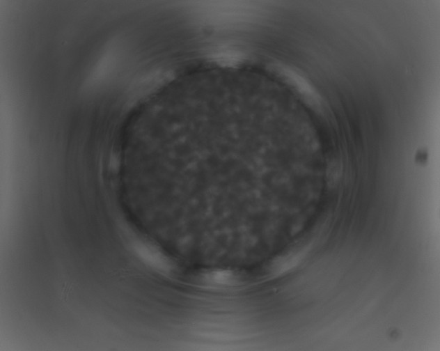 X0000094960365200712131650