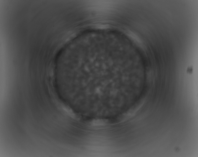 X0000094960373200712131650