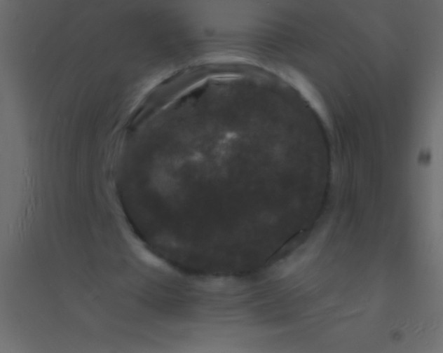 X0000094960385200712131650