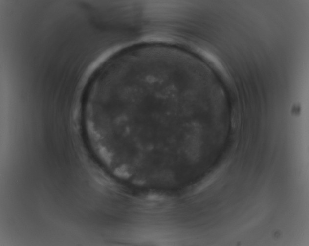 X0000094960388200712131650