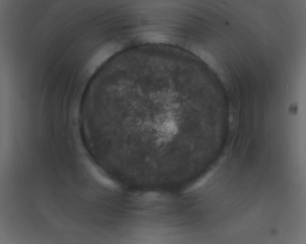 X0000094960390200712131650