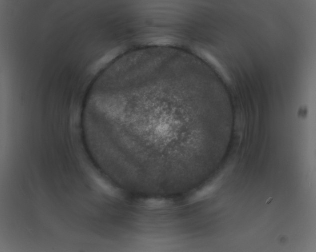 X0000094960394200712131650