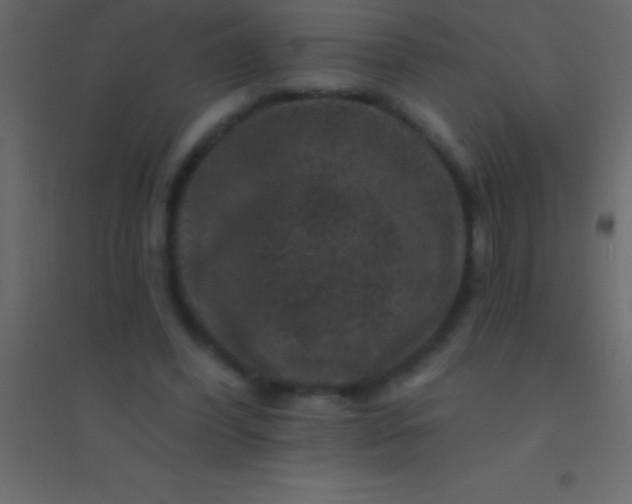 X0000094960396200712131650