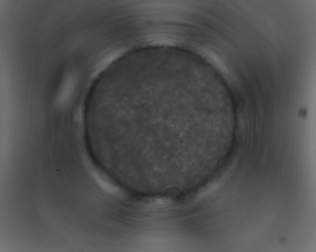 X0000094960398200712131650