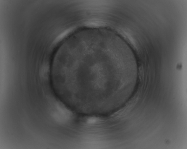 X0000094960400200712131650