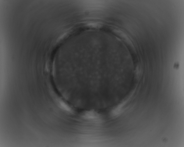 X0000094960424200712131649