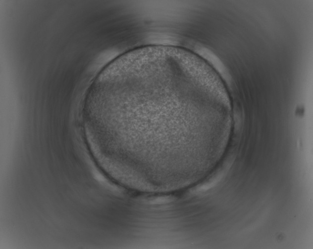 X0000094960433200712131648