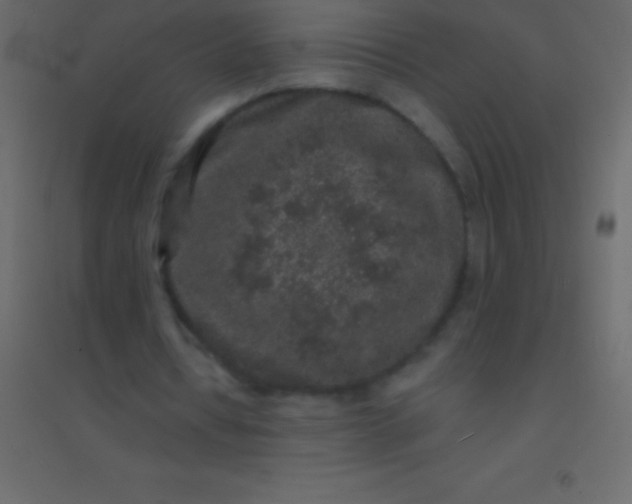 X0000094960434200712131648