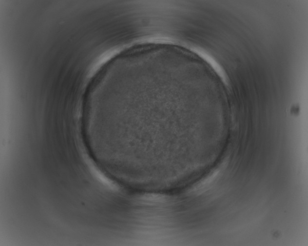 X0000094960437200712131648