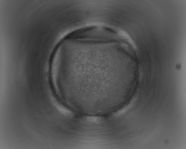 X0000094960439200712131648