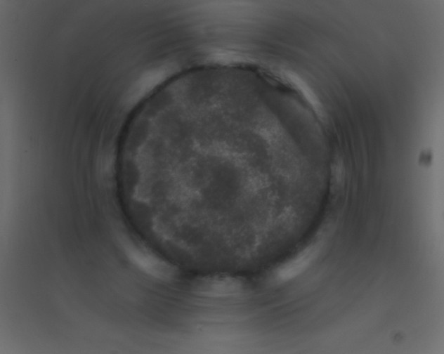 X0000094960443200712131648