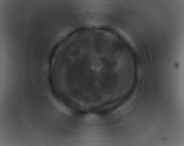 X0000094960451200712131648