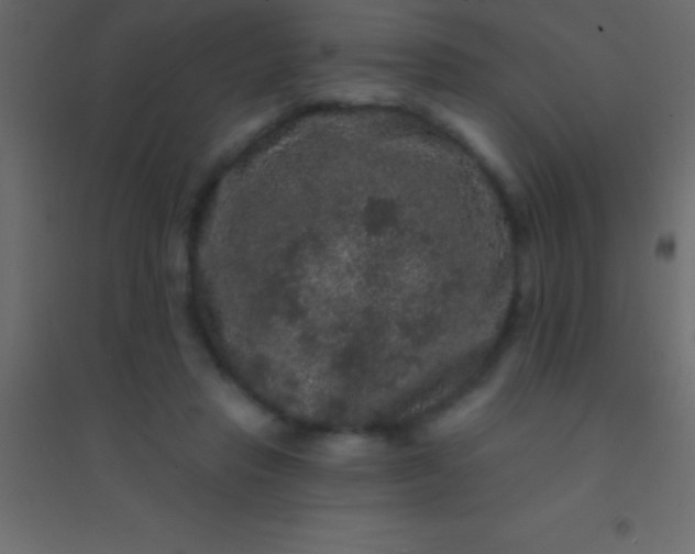 X0000094960453200712131648