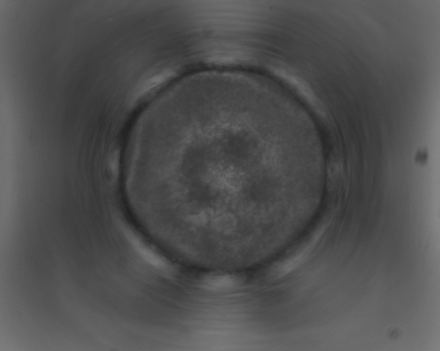 X0000094960454200712131648