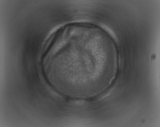 X0000094960483200712131648