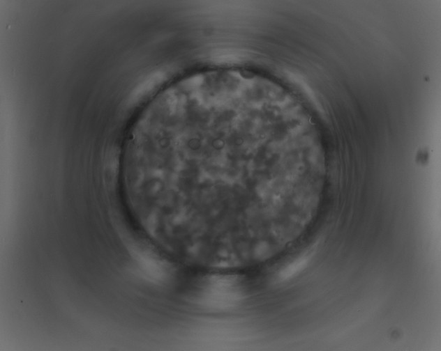 X0000094960495200712131648