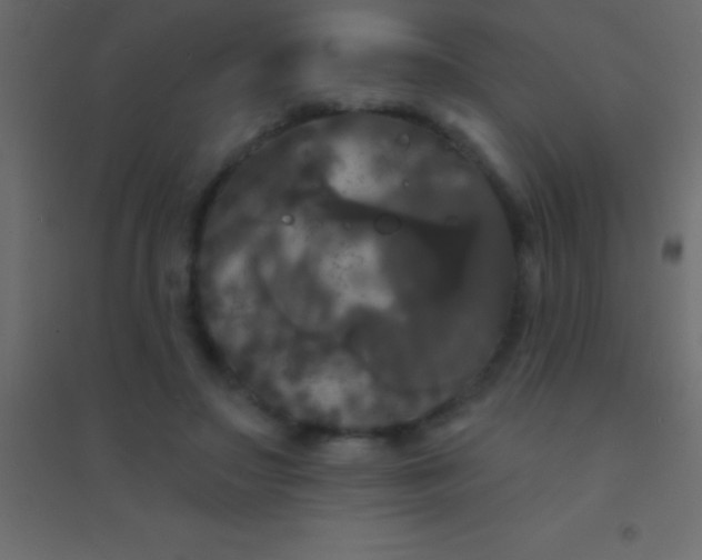 X0000094960499200712131648