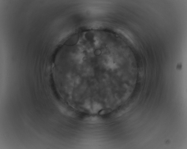 X0000094960503200712131648