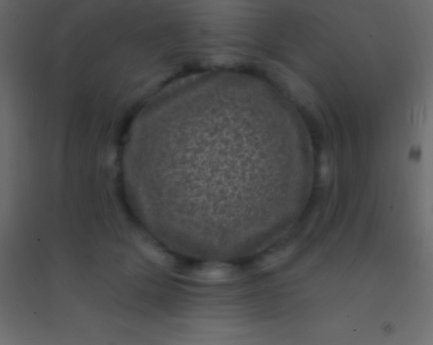 X0000094960514200712131648