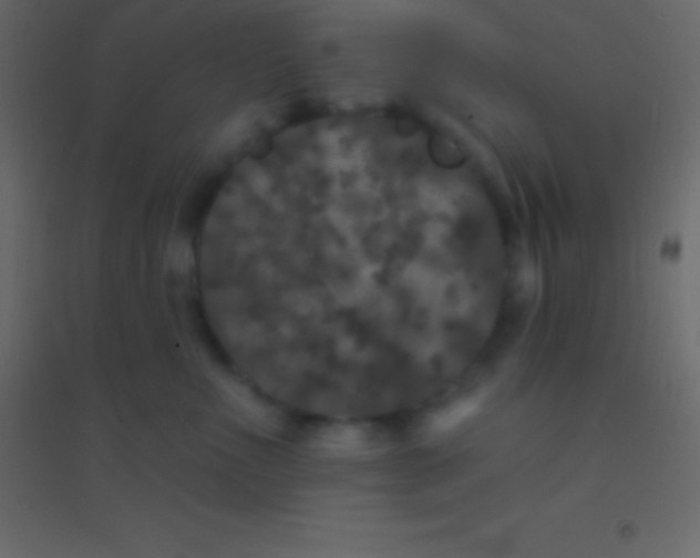 X0000094960523200712131648