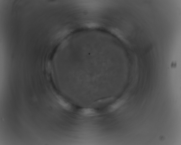 X0000094960528200712131647