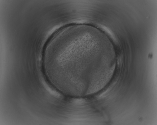 X0000094960540200712131647