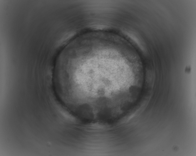 X0000094960545200712131647